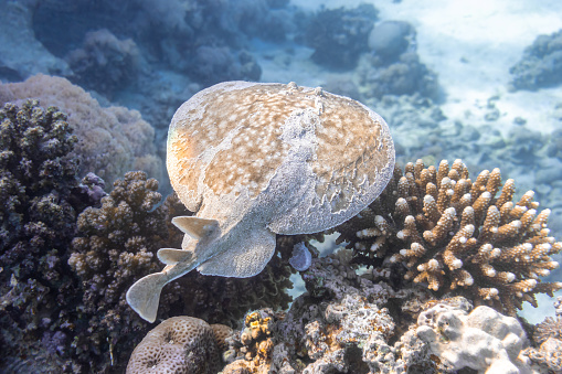 Panther Electric Ray (Torpedo panthera) In Red Sea, Egypt. Dangerous Underwater Animal Above Tropical Coral Reef. Close Up Of Leopard Stingray Back In The Sand. Indo-Pacific Ocean Fish. Diving Photo