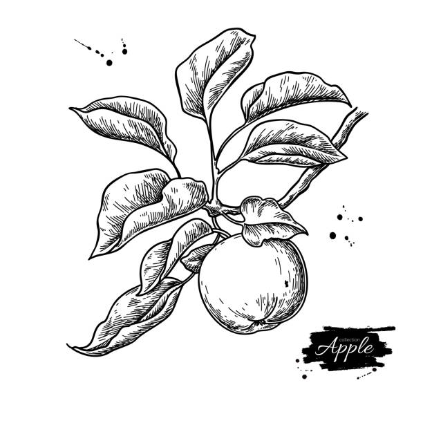 illustrations, cliparts, dessins animés et icônes de dessin vectorielle d’apple. branchement d’arbre dessiné à la main avec des fruits et des feuilles. illustration gravée de modèle de nourriture d’été. - apple apple tree branch fruit