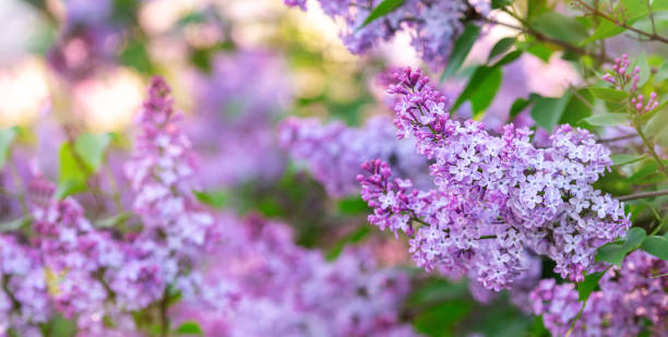 ライラック春の花束。庭に咲く美しい紫色のライラックの花、クローズアップ。春の花 - ライラック ストックフォトと画像