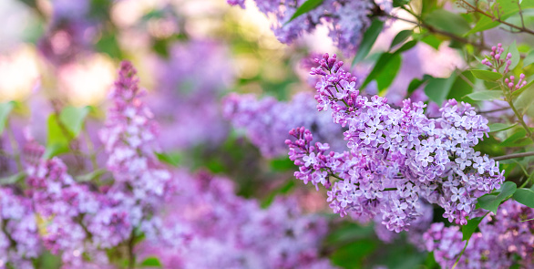 A DSLR close-up photo of beautiful Lilac blossom on a green background with beautiful defocused lights bokeh. Shallow depth of field. Much space for copy.