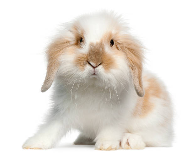 istock Front view of Lop rabbit, 6 months old, white background. 120536174