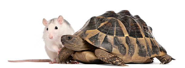 istock Rat and Hermann's tortoise, Testudo hermanni, white background. 120536176