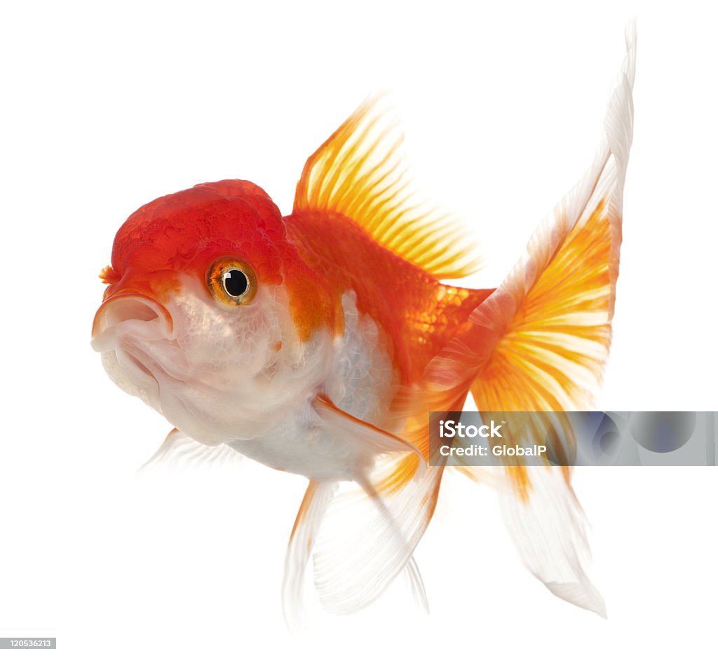 Side view of Lionhead goldfish, Carassius auratus, white background.  Animal Stock Photo