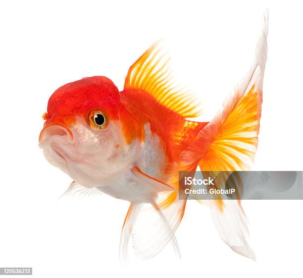 Side View Of Lionhead Goldfish Carassius Auratus White Background Stock Photo - Download Image Now