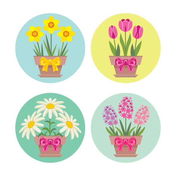 illustrazioni stock, clip art, cartoni animati e icone di tendenza di bouquet di narcisi gialli, tulipani rosa, margherite e giacinto in vasi con fiocchi. fiori primaverili isolati su sfondo bianco. illustrazione floreale vettoriale in semplice stile piatto. set di banner, icone. - hyacinth flower vase daffodil