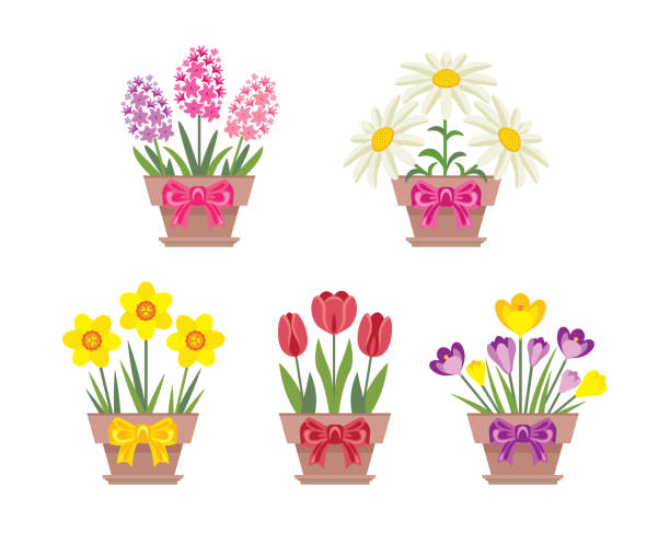 ilustrações, clipart, desenhos animados e ícones de conjunto de flores de primavera em panelas com arcos isolados em fundo branco. ilustração vetorial de tulipa, daffodil, margaridas, crocus e jacinto em um estilo simples e plano. elementos florais para o design de férias. - hyacinth flower vase daffodil