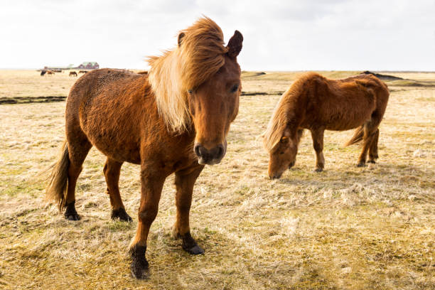 istock Icelandic Horses, Iceland, Europe 1205362762