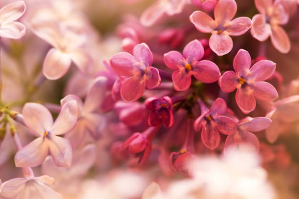istock tender pink lilac flowers in spring, macro shot, suitable for floral background 1205362818