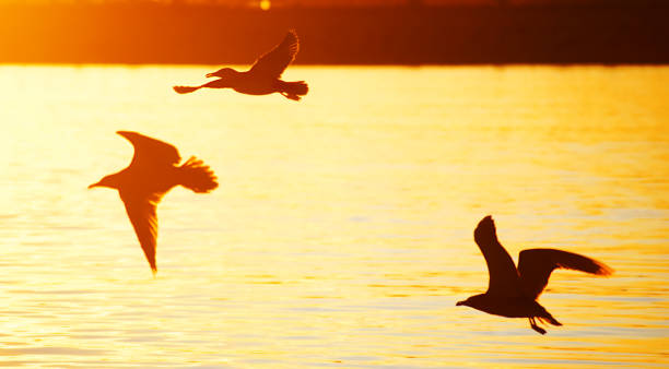istock Seagulls flying on the beach at dusk. 1205363334