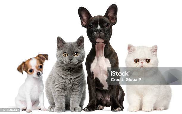 Group Of Dogs And Cats Sitting White Background Stock Photo - Download Image Now - Domestic Cat, Dog, White Background