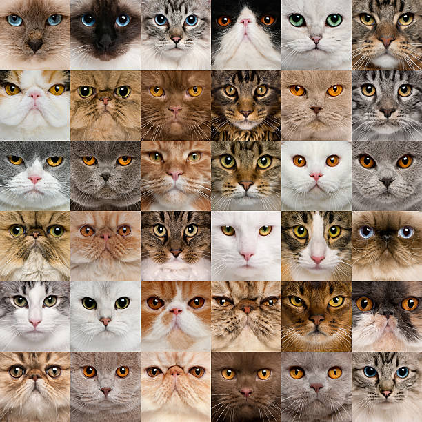 istock Collage of 36 cat heads. 120536371