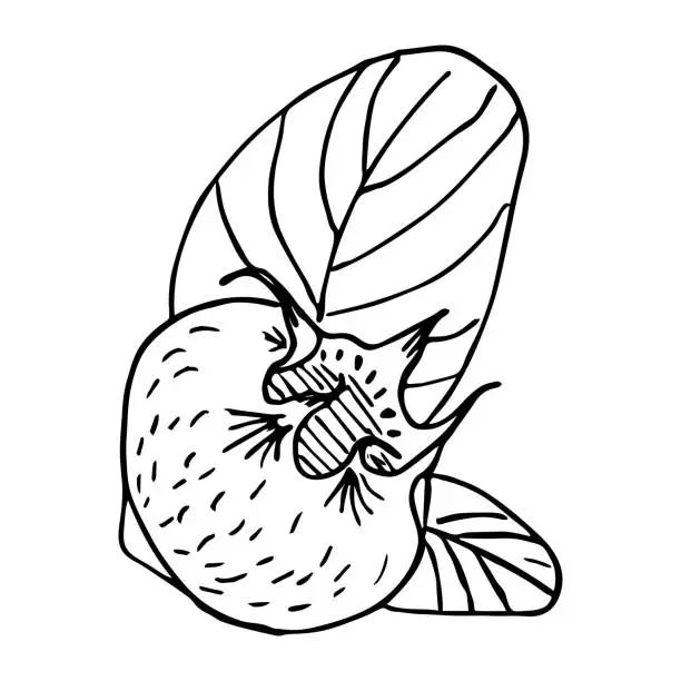 Vector illustration of Sketch of a ripe old sweet medlar and leaf on a white background isolated.Germanic common medlar. Loquat fruit. Nispero. Eriobotrya Japonica. Vector vintage outline illustration.
