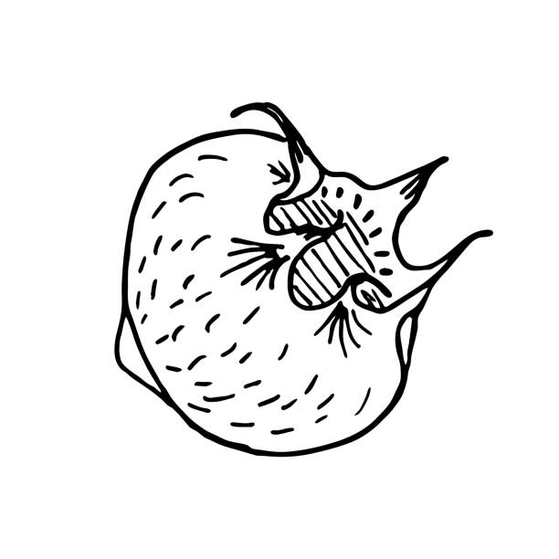 ilustrações, clipart, desenhos animados e ícones de esboço de desenho manual maduro maduro mespilus germanica, medlar ou medlar comum em um fundo branco isoladamente. ilustração vetorial. apple e com sepalas permanentes desdobradas, aparência oca - hawthorn berry fruit common fruit