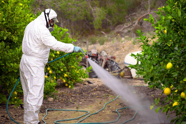 istock Farmer spray pesticides, pesticide on fruit lemon trees. 1205364607