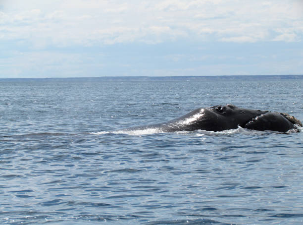 istock Boat trip in Golfo Nuevo, watching whales 1205367456