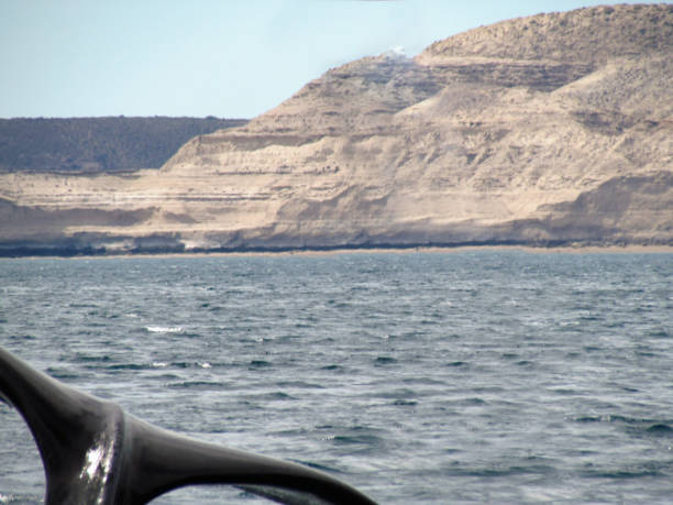 istock Boat trip in Golfo Nuevo, watching whales 1205367551