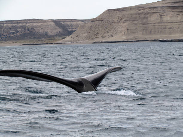 istock Boat trip in Golfo Nuevo, watching whales 1205367617