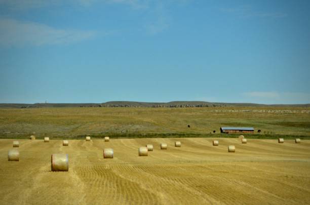 istock Wyoming Hay Field 1205367867