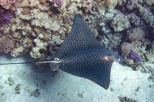 Spotted Eagle Ray (Aetobatus narinari) In Red Sea, Egypt. Close Up Of Dangerous Underwater Leopard Stingray Soaring Above Tropical Coral Reef. Spotted Eagle Ray (Aetobatus narinari) In Red Sea, Egypt. Close Up Of Dangerous Underwater Leopard Stingray Soaring Above Tropical Coral Reef. Beautiful Indo-Pacific Ocean Fish. Diving Photography. spotted eagle stock pictures, royalty-free photos & images