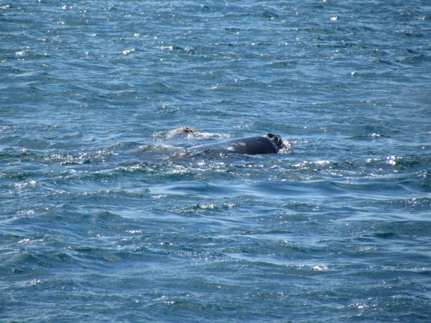 istock Boat trip in Golfo Nuevo, watching whales 1205368104