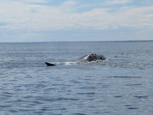 istock Boat trip in Golfo Nuevo, watching whales 1205368436