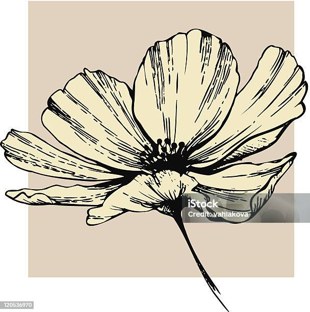 Cosmos Flower Stock Illustration - Download Image Now - Abstract, Affectionate, Anniversary