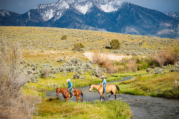 istock Adult cowboys riding galloping horses 1205369934