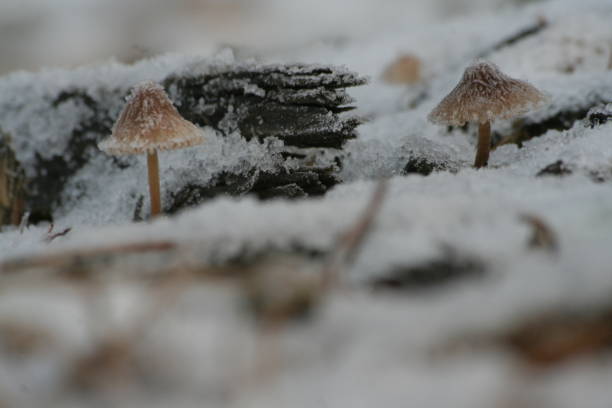 Gray-brown rasmycena in the snow.