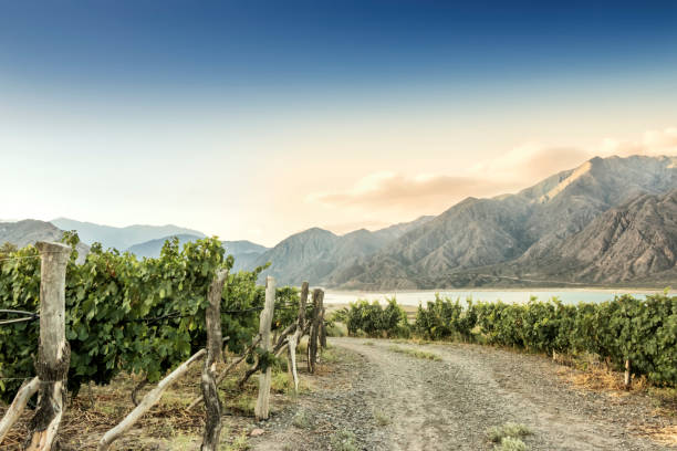 vigneto di malbec a 1380 metri sul livello del mare nella catena montuosa delle ande, provincia di mendoza, argentina. - agriculture winemaking cultivated land diminishing perspective foto e immagini stock