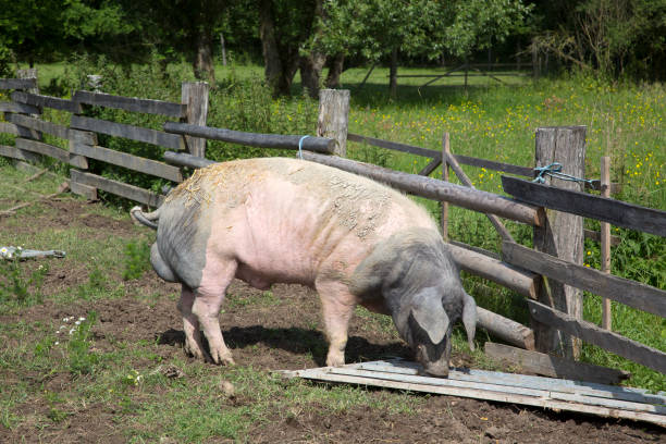 jabalí afuera comiendo junto a una cerca - jabalí cerdo salvaje fotografías e imágenes de stock