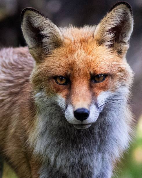 istock Close up of a fox 1205372300