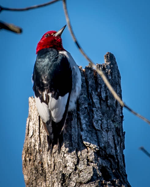 istock Red Headed Woodpecker in Huntley Meadows park in Virginia 1205372340