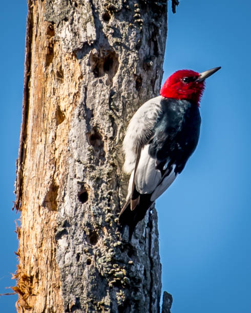 istock Red Headed Woodpecker in Huntley Meadows park in Virginia 1205372861