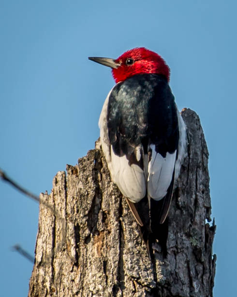 istock Red Headed Woodpecker in Huntley Meadows park in Virginia 1205372866