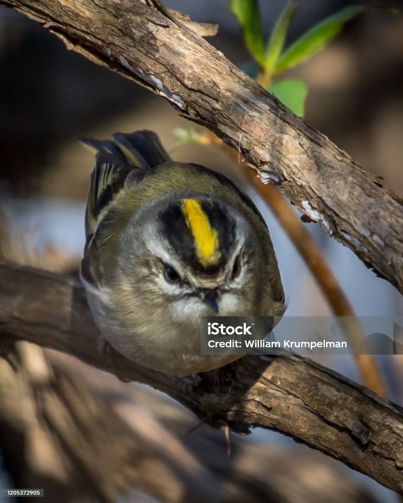 Ruby King Let Bird Ruby Crowned Kinglet Bird On A Branch Stock Photo - Download Image Now ...