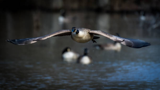 istock Canadian Geese at Huntley Meadows 1205374290