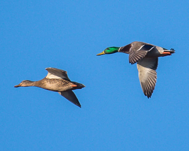 istock Mallard Duck in Huntley Meadows park in Virginia 1205374348