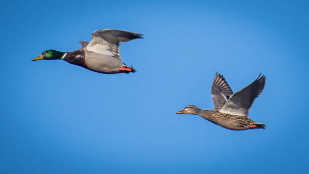 istock Mallard Duck in Huntley Meadows park in Virginia 1205374426