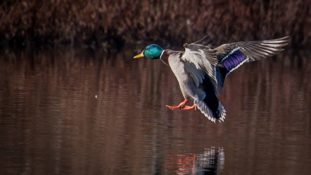 istock Mallard Duck in Huntley Meadows park in Virginia 1205374561
