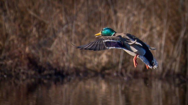 istock Mallard Duck in Huntley Meadows park in Virginia 1205374563