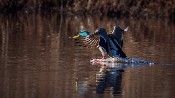 istock Mallard Duck in Huntley Meadows park in Virginia 1205374564
