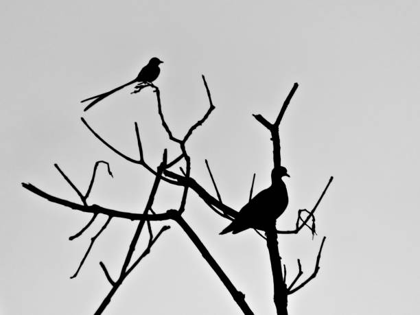 istock silhouettes of a long-tailed bird and a pigeon, perched on the branches of a leafless tree. 1205374621