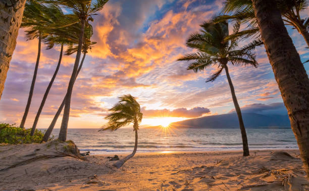 istock Grove of palms at sunset 1205374718
