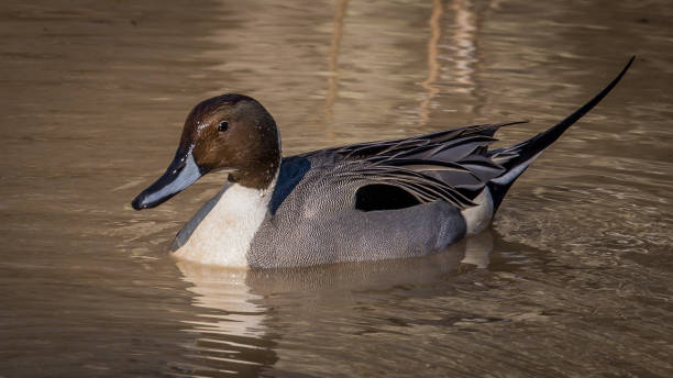 istock Pintail Duck in Huntley Meadows park in Virginia 1205374899