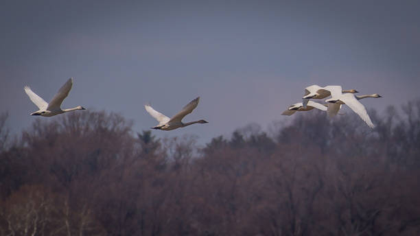 istock Snow Geese on the Potomac 1205374920