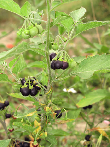 Solanum nigrum Solanum nigrum black fruit solanum nigrum stock pictures, royalty-free photos & images