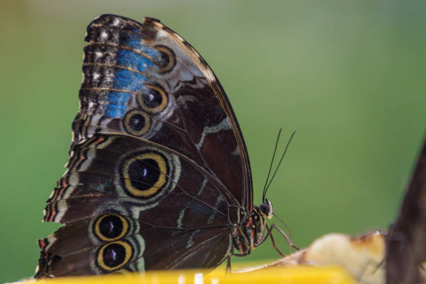 istock butterfly garden, Dubai 1205376778