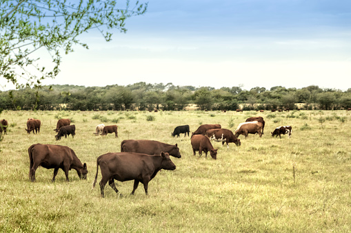 Cattle fattened with natural pastures. Córdoba, Argentina