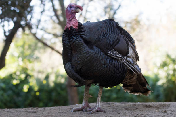 istock Black american wild turkey in a park 1205377543