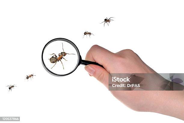 확대 보유 및 Ants 꺾은선형 개미에 대한 스톡 사진 및 기타 이미지 - 개미, 돋보기-광학 기기, 흰색 배경